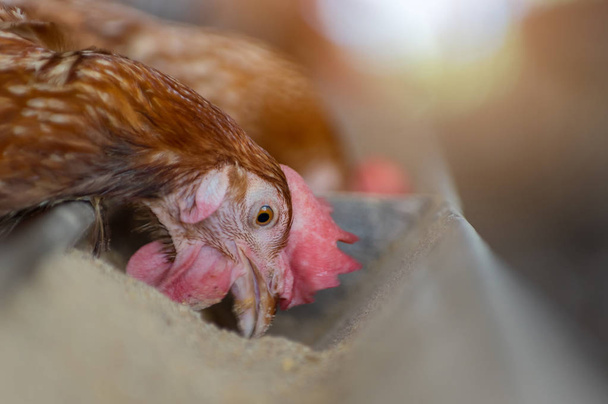 Куры и яйца Курицы на ферме, Клетка закрыта, куриная промышленность, Мягкий фокус, Высокий ISO
. - Фото, изображение