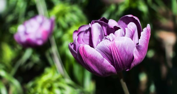 Magnífico género de tulipa híbrida de doble tulipán morado (tulipán florecido de peonía) bajo el sol primaveral de la mañana
. - Foto, imagen