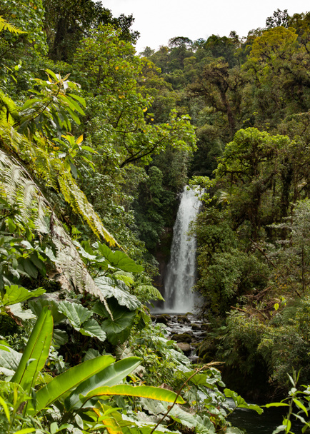 Водоспад Коста-Рики в джунглях, узятий в лютому 2017 року. - Фото, зображення