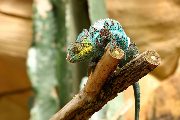 Барвисті Хамелеони Мадагаскару - Фото, зображення