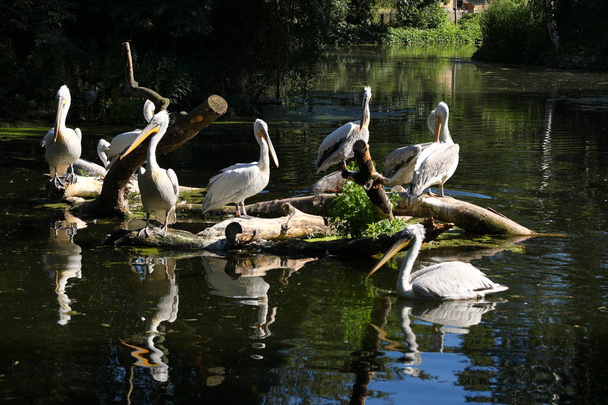 A Colony of Gray Pelicans - Foto, Imagem
