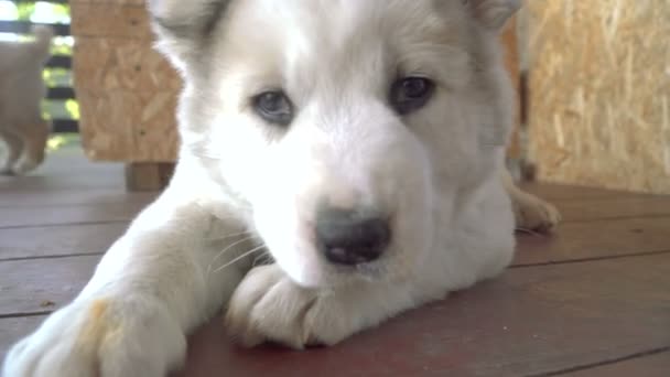 Puppies of the Alabai breed - Footage, Video