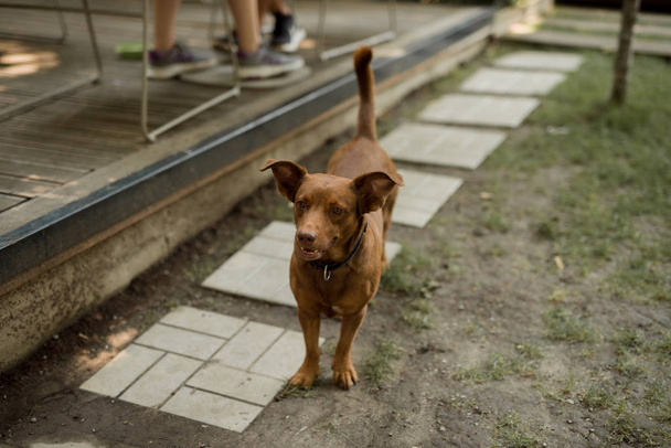 Милая красная собака ждет на улице
 - Фото, изображение