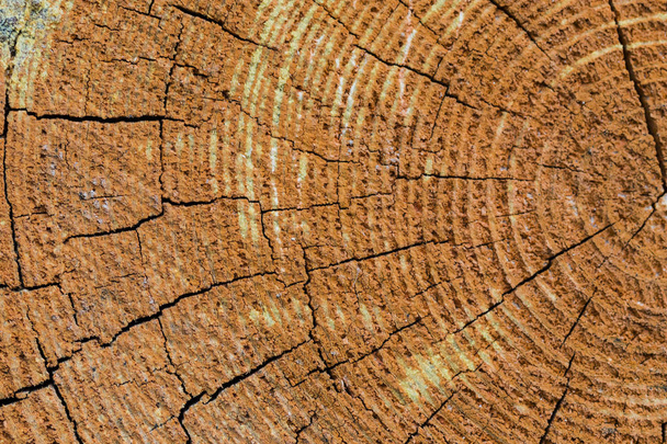 текстура струму дерева
 - Фото, зображення