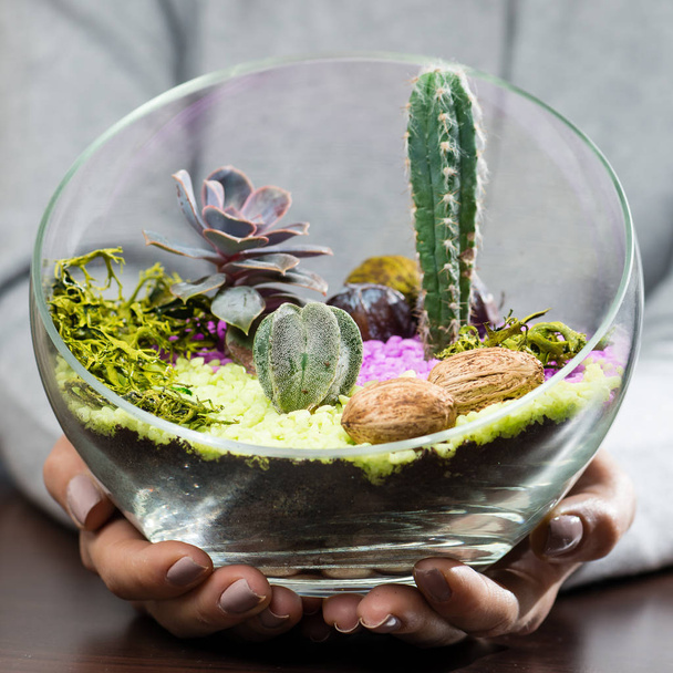 woman holding a beautiful florarium in glass vase with succulent - Foto, immagini
