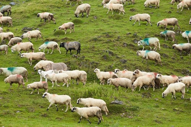 Scenic view of flock of sheeps on green mountain meadow - Foto, immagini