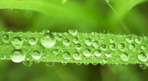 Background of bright green leaves with drops on the surface. Cover with field plants. - Valokuva, kuva