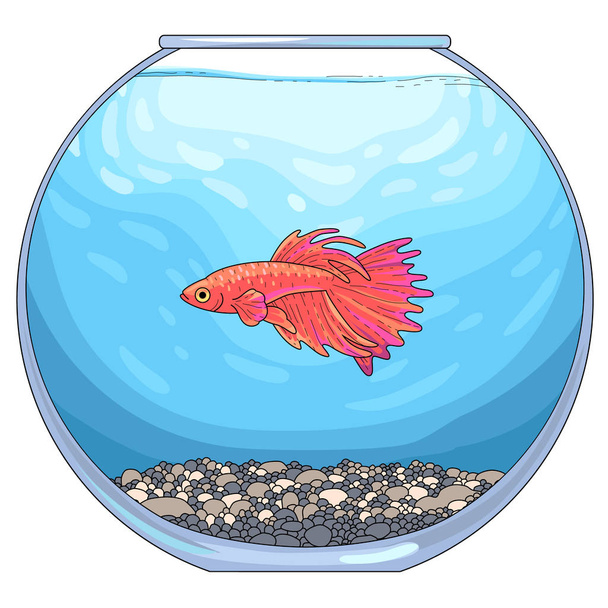 Há peixes betta vermelhos no aquário de vidro redondo com calhau moído e água azul. Ilustração vetorial, isolada em backgroun branco
 - Vetor, Imagem