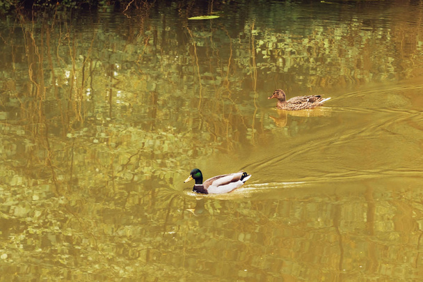 Couple of mallards swimming together on the Loing river - Photo, Image