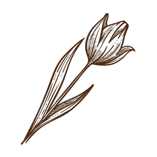 Bulbous spring-flowering plant of lily family. - Vektor, kép