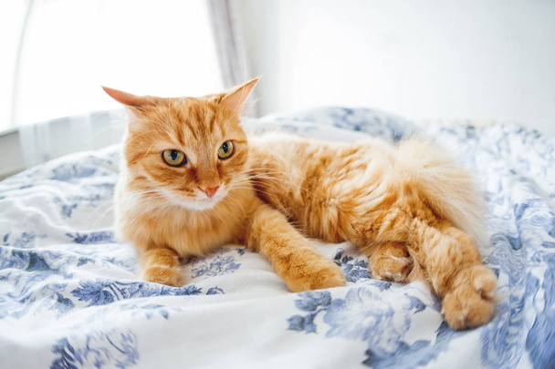 Cute ginger cat with funny expression on face lies on bed. The fluffy pet comfortably settled to sleep or to play. Cute cozy background, morning bedtime at home. Fish eye lens effect. - Valokuva, kuva