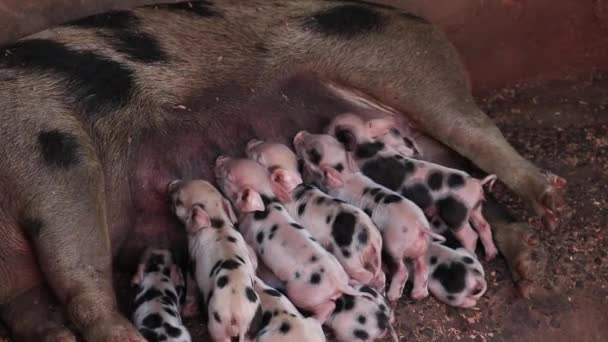 Newborn piglets being breast-fed pigs in a wooden enclosure or suckling pig puppy. - Footage, Video