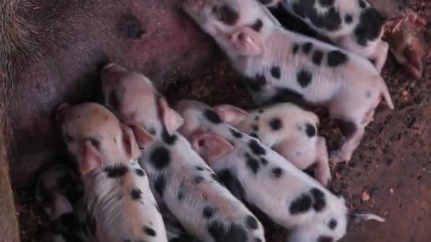 Новонароджені поросята годують свиней грудьми в дерев'яному корпусі або смоктати цуценя свиней
. - Кадри, відео