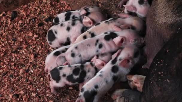 Pasgeboren biggen worden kinderen met borstvoeding varkens in een houten behuizing of zuigen varken pup. - Video