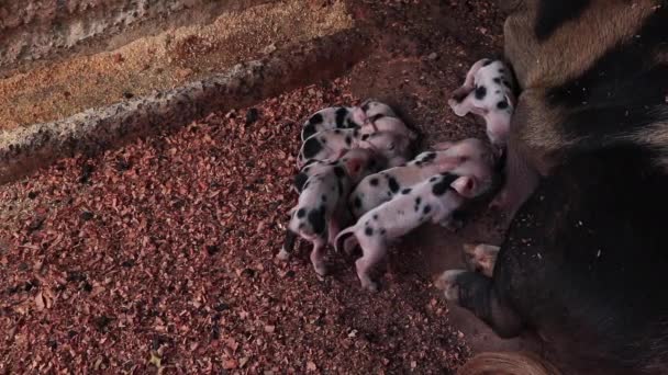 Ahşap bir muhafaza içinde sütüyle domuz olmak veya domuz köpek yavrusu emdikleri yenidoğan domuz yavruları. - Video, Çekim