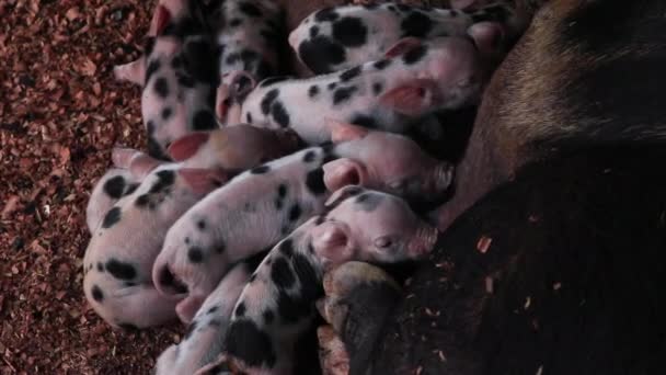 Nowonarodzone prosięta są karmione piersią świń w drewnianej obudowie lub karmienia szczeniaka świnia. - Materiał filmowy, wideo