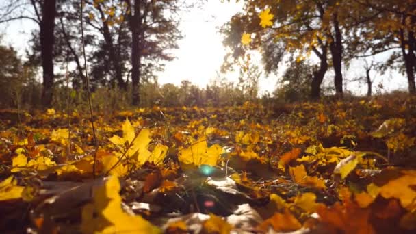 Yellow leaves falling in autumn park and sun shining through it. Beautiful landscape background. Colorful fall season. Slow motion Close up - Footage, Video
