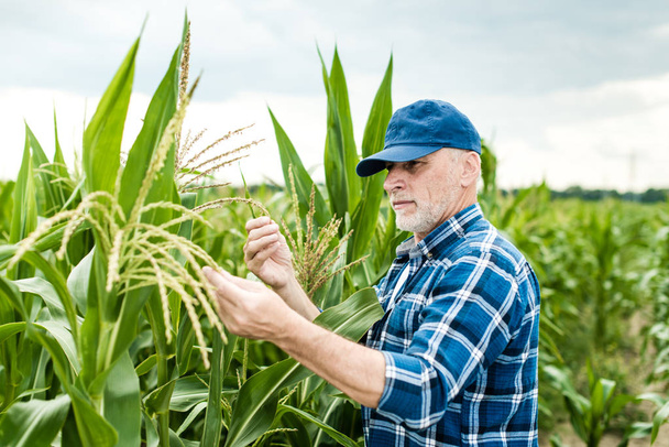 Зрілий чоловік на кукурудзяному полі
  - Фото, зображення
