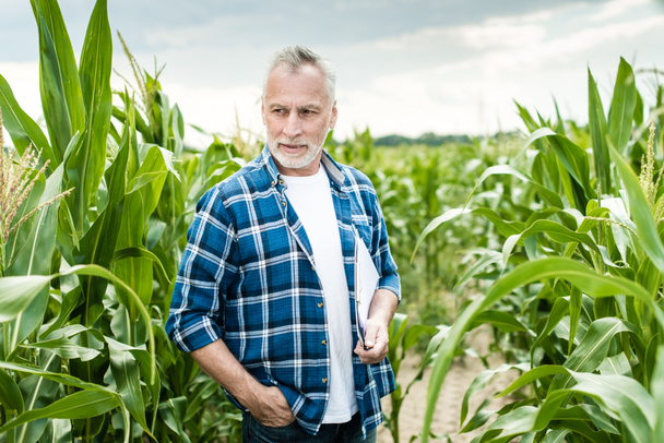 Agricultor senior parado en un campo de maíz
 - Foto, imagen