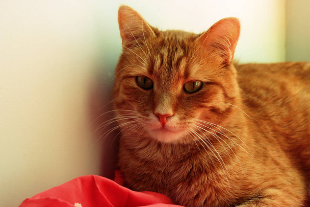 Acogedor en casa. Ginger precioso gato de cerca. Copiar espacio
.  - Foto, Imagen