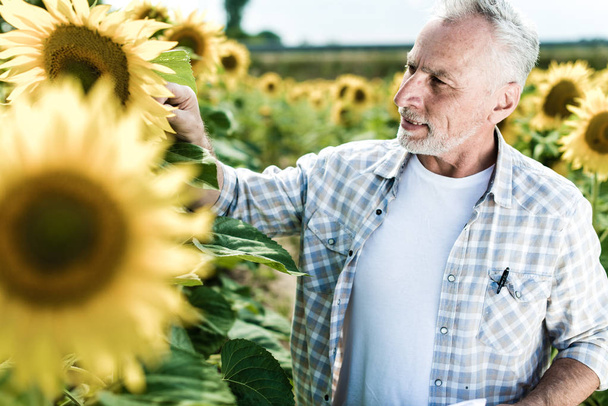 senior man making notes on sunflower field  - Foto, Imagen