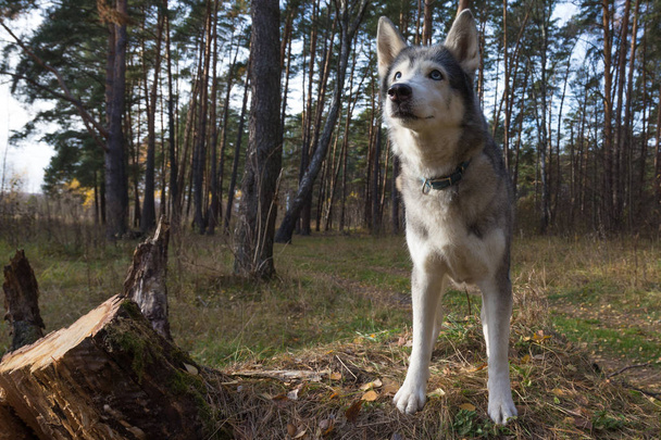 Dog breed husky on the walking in a forest. Selective focus. - Foto, Imagen