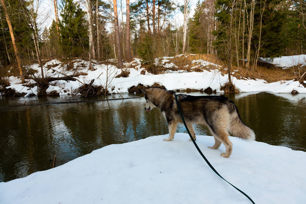 Dog breed alaskan malamute in a snowy forest. Toned. - Φωτογραφία, εικόνα