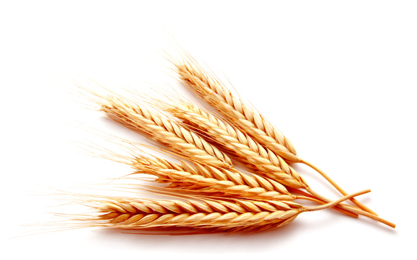 Weizen Ähren Mais isoliert auf weißem Hintergrund Nahaufnahme - Foto, Bild