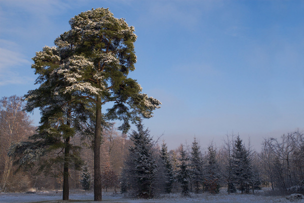 Orman kenarı kar kaplı - Fotoğraf, Görsel