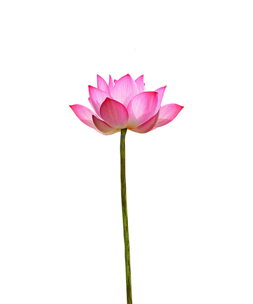 Lotus flower isolated on white background. - Fotoğraf, Görsel