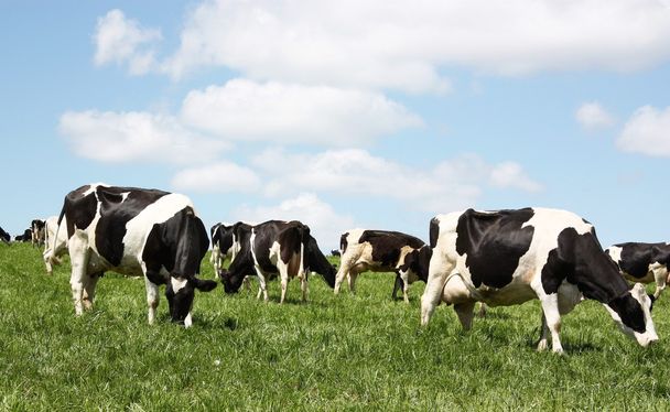 Pâturage de bovins laitiers
 - Photo, image
