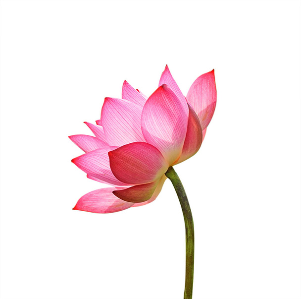 Lotus flower isolated on white background. - Φωτογραφία, εικόνα