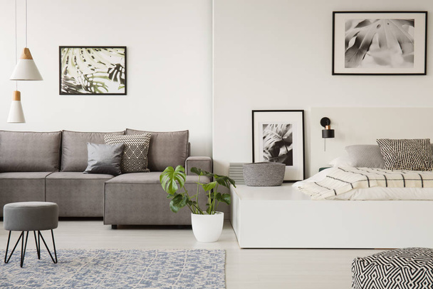 Real photo of a large platform bed standing next to a grey sofa in a one room apartment with posters on the walls and rug on a floor - Foto, immagini