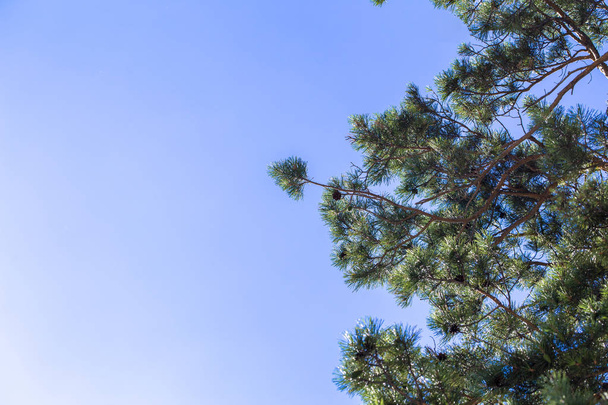 pine branches in the light on the background of bright blue sky. the texture of the sky - Photo, Image