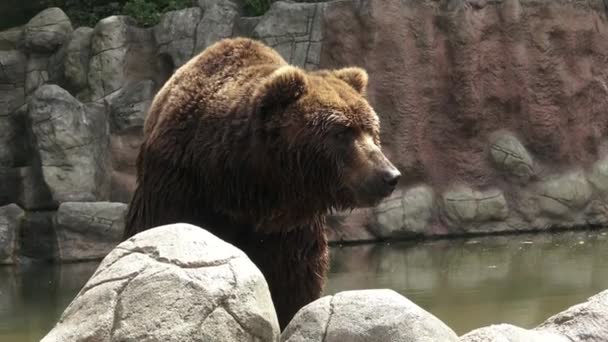 Barna medve vízben. Portré barnamedve (Ursus arctos beringianus). Kamcsatkai barna medve. - Felvétel, videó