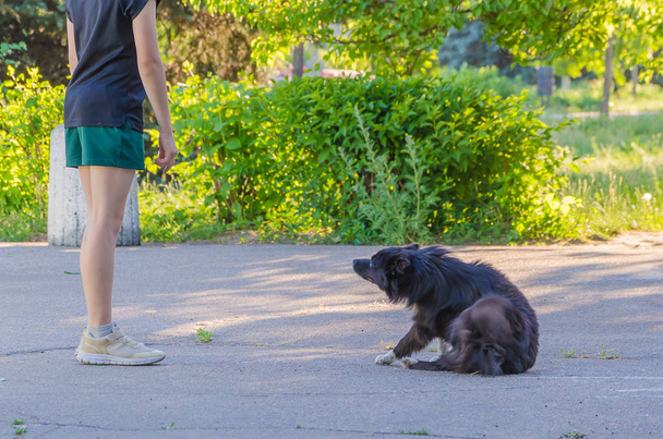 Siyah ve kabarık köpeğin yanına duran bir çocuk - Fotoğraf, Görsel