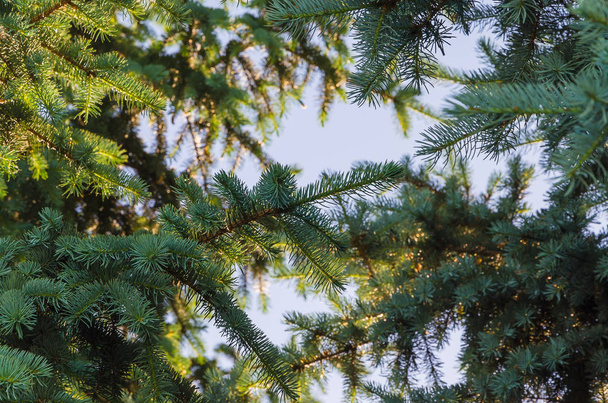 Красиві зелені гілки ялинки на фоні блакитного неба
 - Фото, зображення