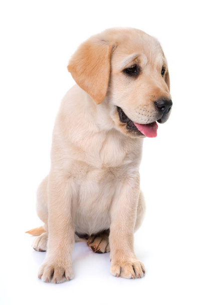 puppy labrador retriever in front of white background - Foto, Imagem