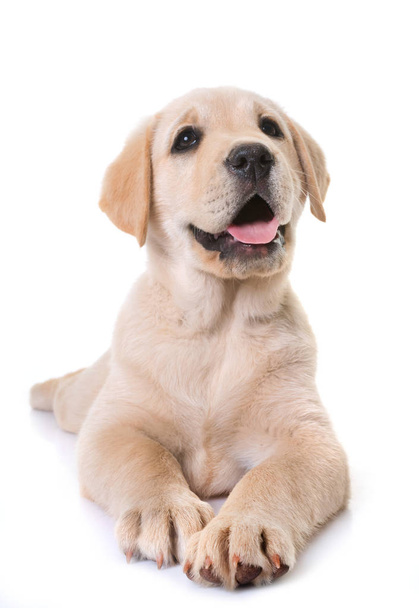 puppy labrador retriever in front of white background - Foto, afbeelding