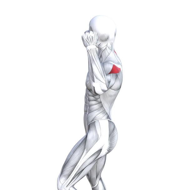 Έννοια εννοιολογική 3d απεικόνιση πίσω χωράει έντονη ανθρώπινη ανατομία ή ανατομικές και απομονωμένες, λευκό φόντο για την υγεία το σώμα με βιολογικές τένοντες, σπονδυλική στήλη, ιατρική μυϊκό σύστημα εκγύμνασης των μυών γυμναστήριο - Φωτογραφία, εικόνα