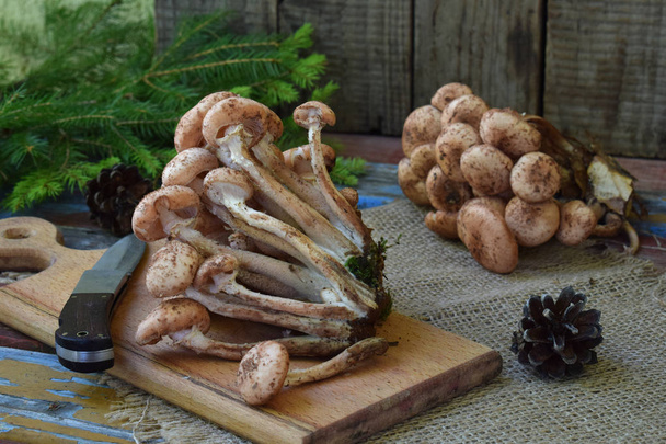 Дикие лесные грибы медовые агарики на деревянном фоне. Armillaria mellea. Пара медовый гель Hallimasch грибок
. - Фото, изображение