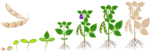 Wachstumszyklus der Sojabohnenpflanze isoliert auf weißem Hintergrund. - Vektor, Bild
