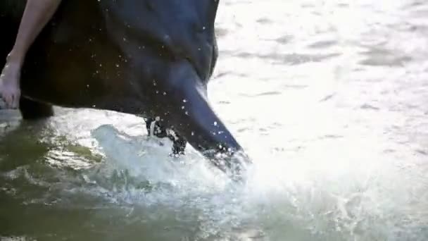 Μαύρο άλογο stomps δικός του οπλή στις όχθες του ποταμού και πιτσιλιές νερού - Πλάνα, βίντεο