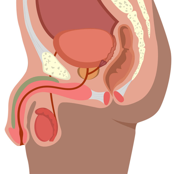 Vektor, mužský reprodukční systém. Ilustrace z mužské urogenitální trakt - Vektor, obrázek