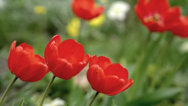 Flor grandes tulipanes rojos. Campo de tulipanes, flores vacilan en el viento ligero en el día soleado
 - Metraje, vídeo