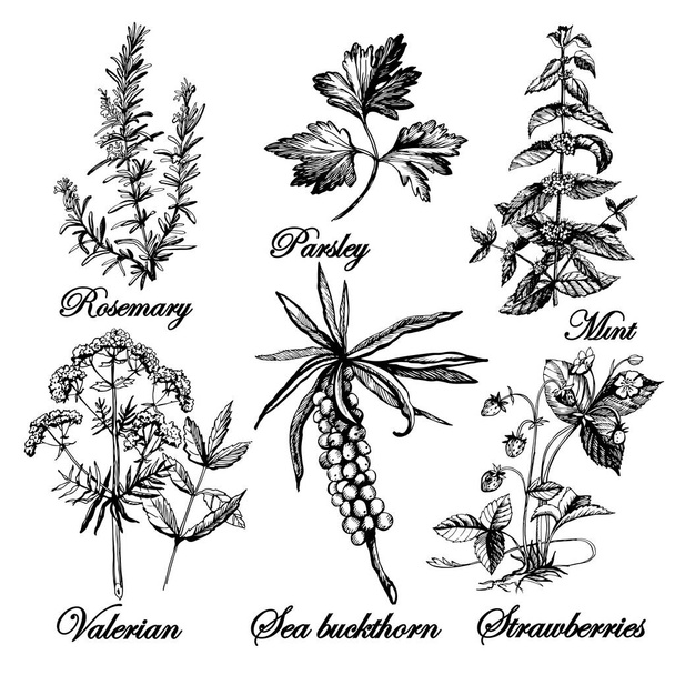 Graphic fragrant herbs - Vecteur, image