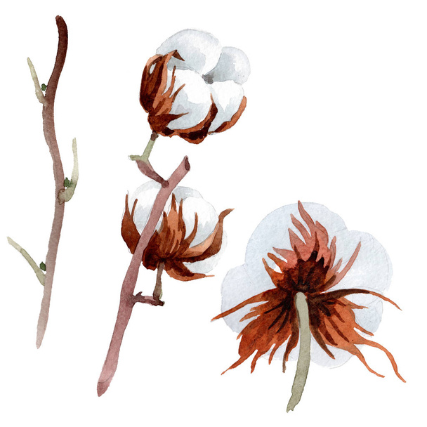 Soft white cotton. Floral botanical flower. Isolated illustration element. Aquarelle wildflower for background, texture, wrapper pattern, frame or border. - Fotó, kép