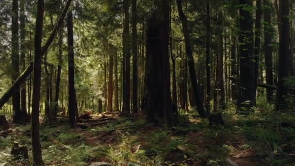 Spostamento laterale attraverso la bella foresta estiva
 - Filmati, video