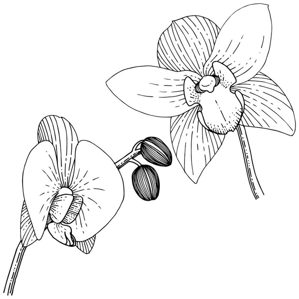 Orchideje ve stylu vektor, samostatný. Celé jméno rostliny: orchideje. Vector květina pro pozadí, textura, souhrnný vzorek, rám nebo hranice. - Vektor, obrázek