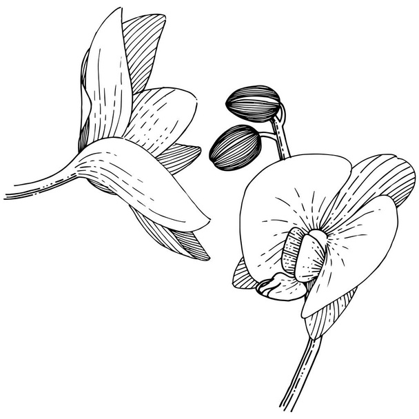 Орхідеї в векторному стилі ізольовані. Повна назва рослини: орхідея. Векторна квітка для тла, текстури, візерунка обгортки, рамки або рамки
. - Вектор, зображення